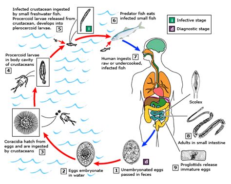 worms in fish|Fish Tapeworm Infection (Diphyllobothri.